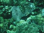 Snorkeling at Cpt Cook Monument

